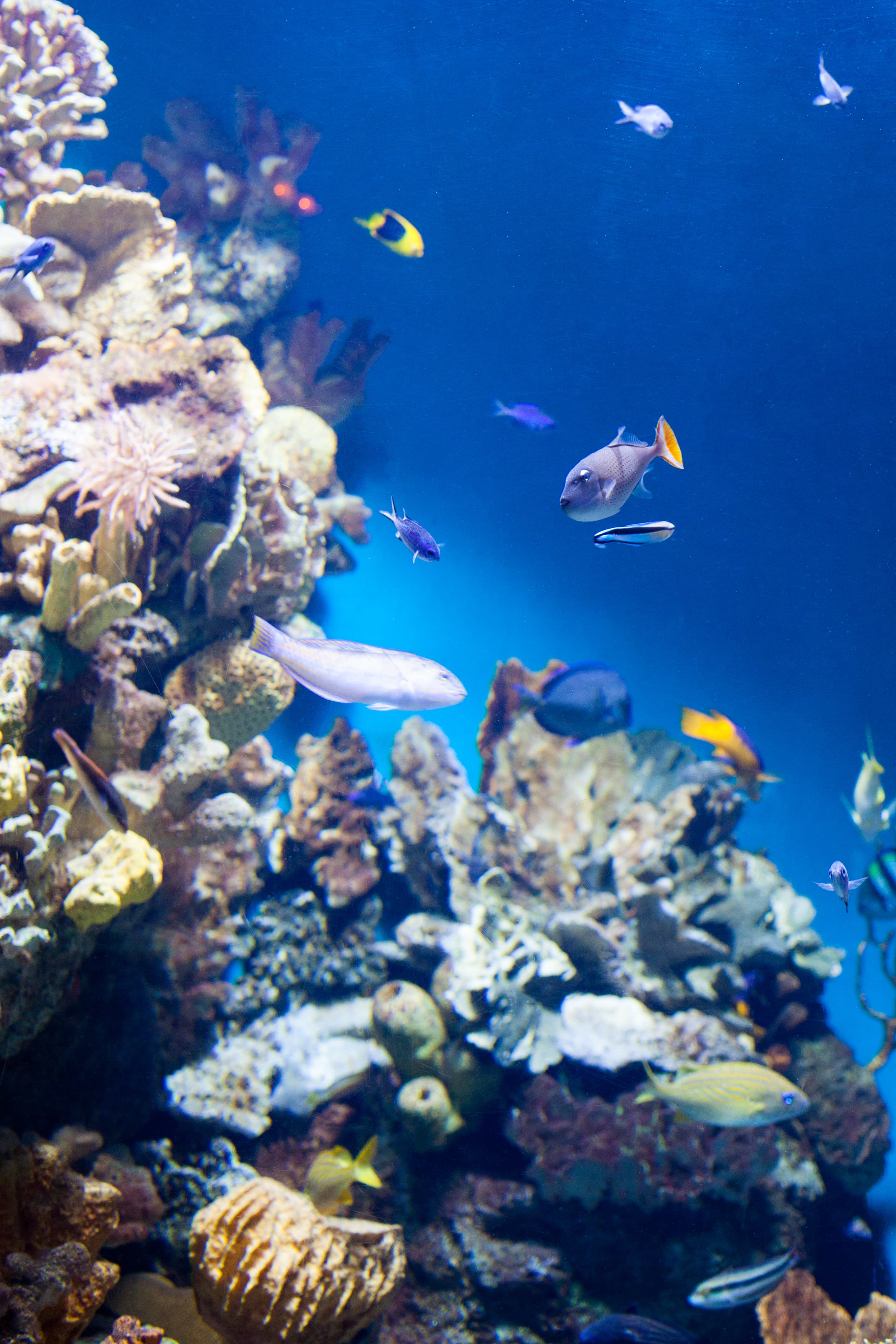 Mariculture Project
